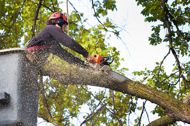 Mulching Services in Wildwood Lake, TN